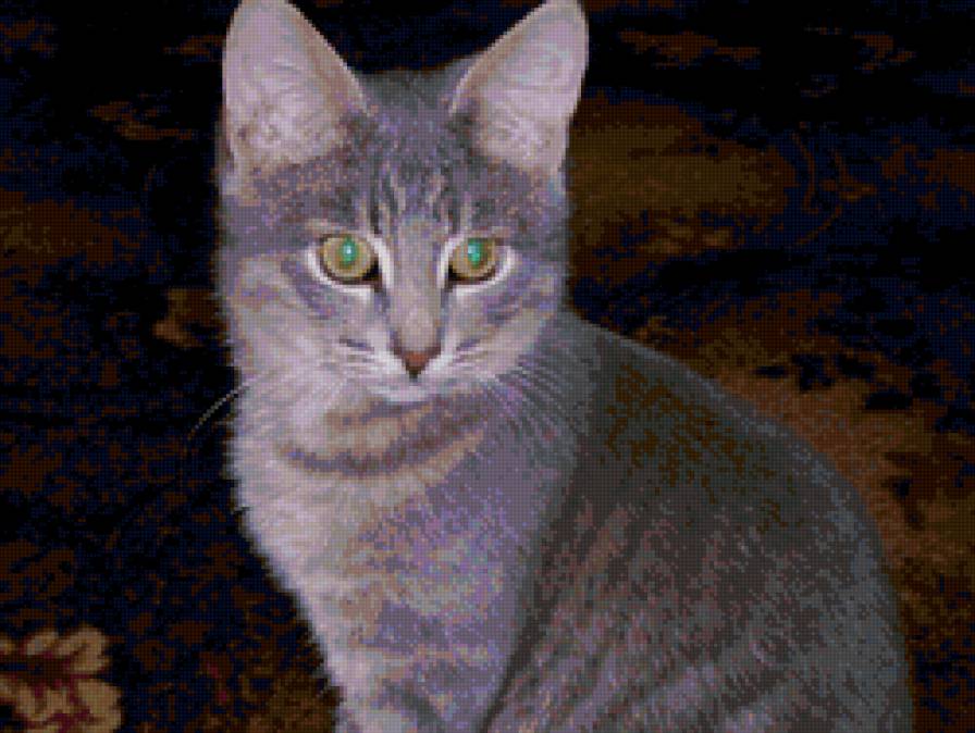 котик - котенок, кошки, животные - предпросмотр