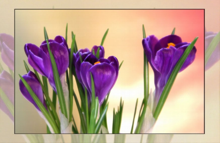 Крокусы - цветы, картина - оригинал