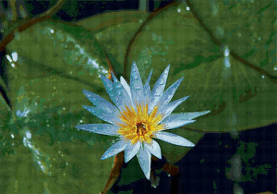 Голубой лотос - цветы, природа - предпросмотр