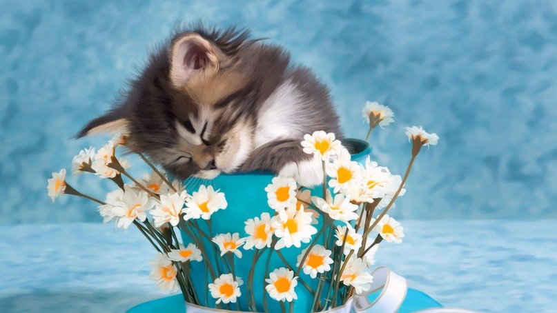 котя - натюрморт, котята - оригинал