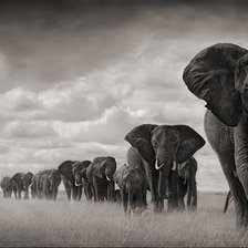 Схема вышивки «Стало слонов»