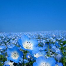 Схема вышивки «лазурь»