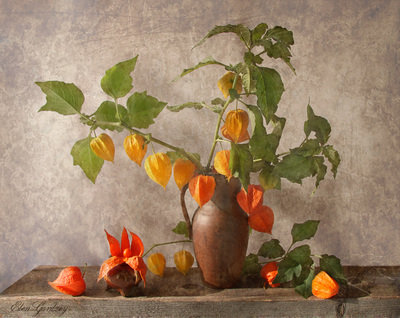 физалис - фрукты, акварель, физалис, натюрморт, для кухни - оригинал