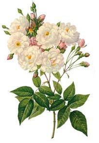 шиповник - цветы - оригинал