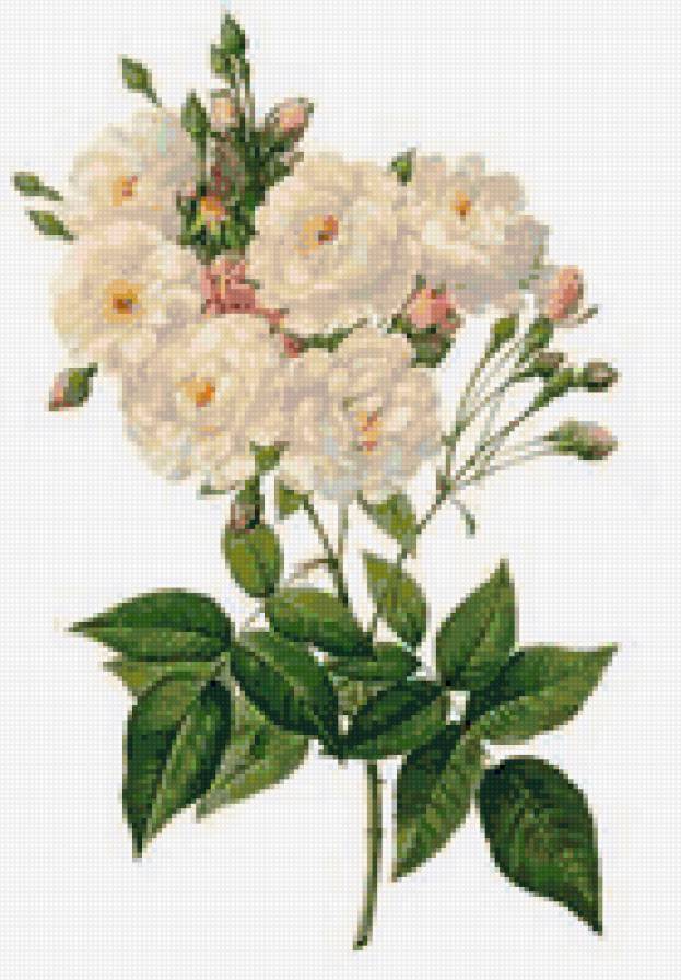 шиповник - цветы - предпросмотр