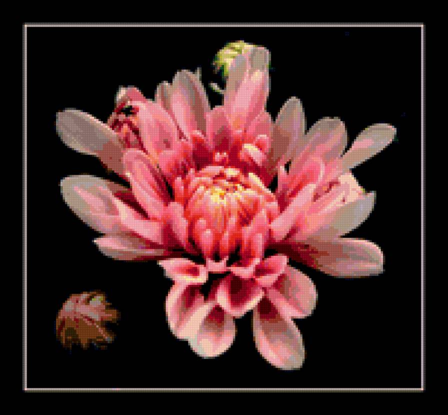 цветы - цветы - предпросмотр