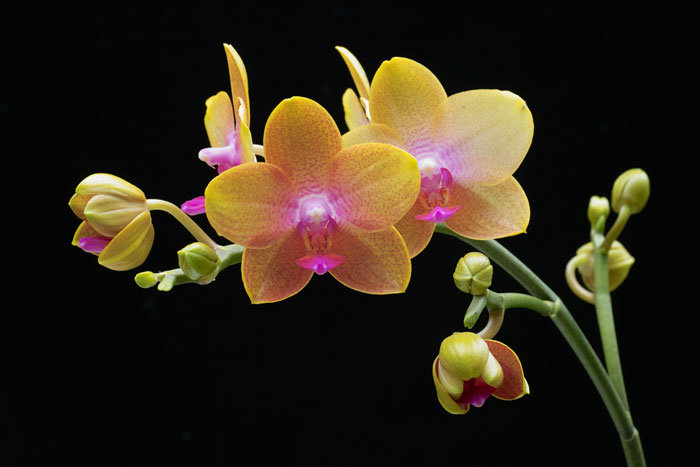 цветы - цветы - оригинал