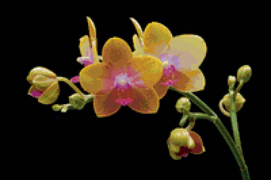 цветы - цветы - предпросмотр