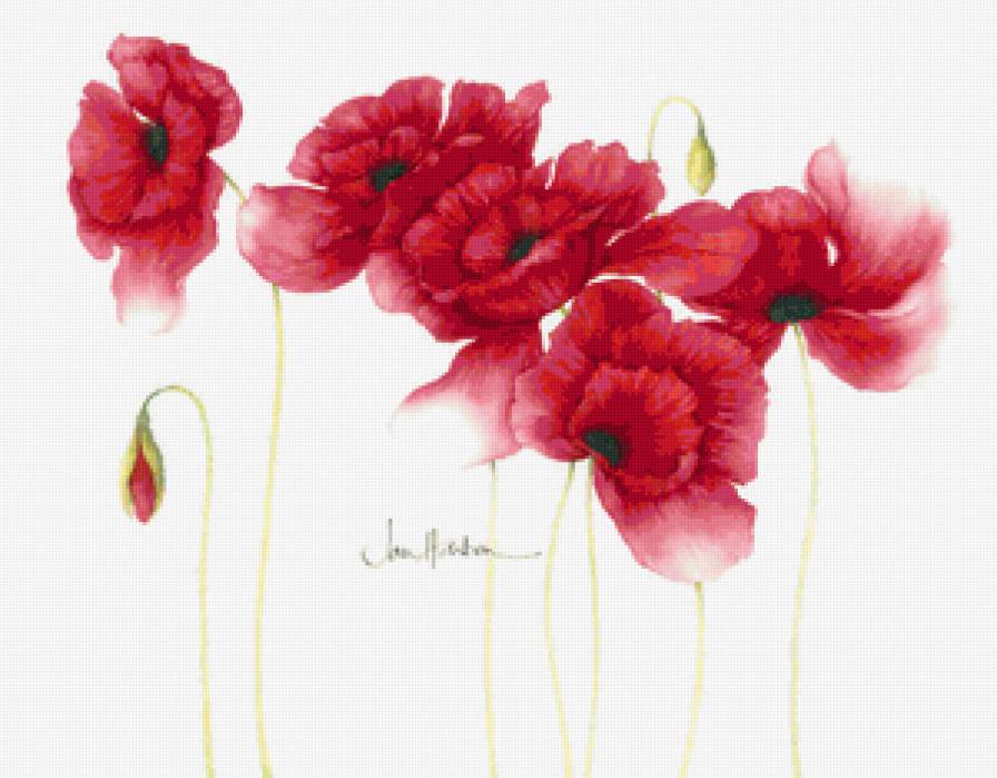 Серия "Букет" - букет, цветы, маки - предпросмотр