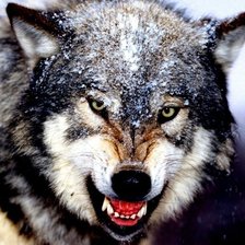 Схема вышивки «Волк»