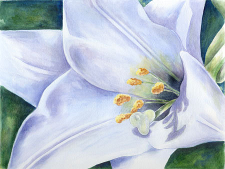 белая лилия - цветы, лилии - оригинал