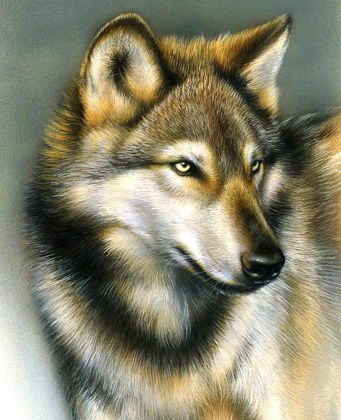 Волк - природа. зима, звери, wolf, волки, хищник, animals, волк - оригинал