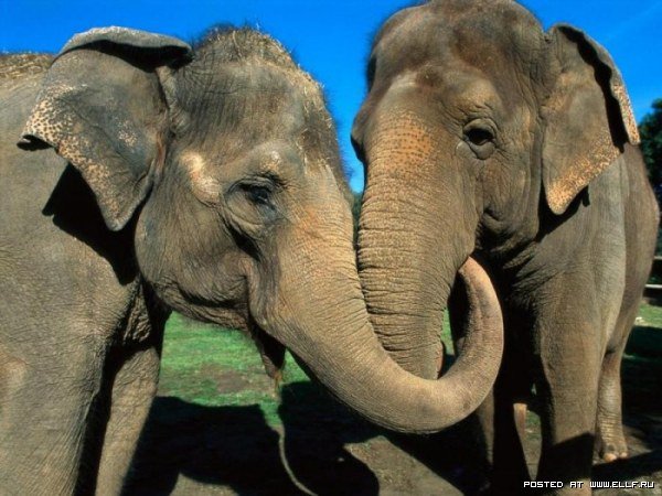 Слоны - слоны - оригинал