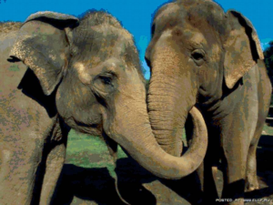 Слоны - слоны - предпросмотр