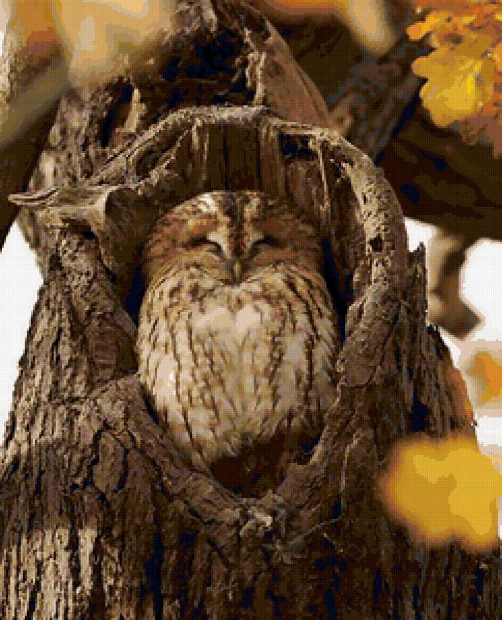 Сова в дупле - сова, птицы - предпросмотр