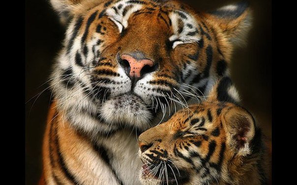 Рядом с мамой - кошки, животные, тигры - оригинал