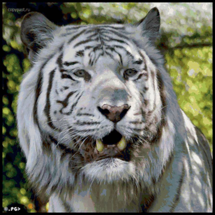 Белый тигр - кошки, животные, тигры - предпросмотр
