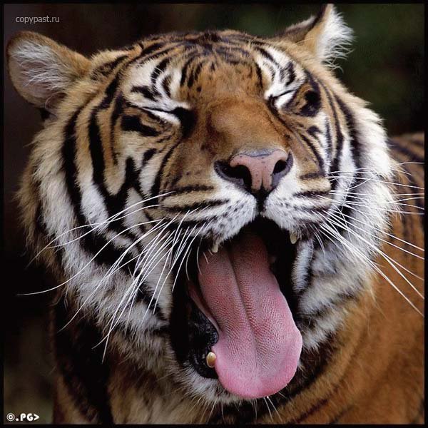 Тигр - кошки, тигры, животные - оригинал