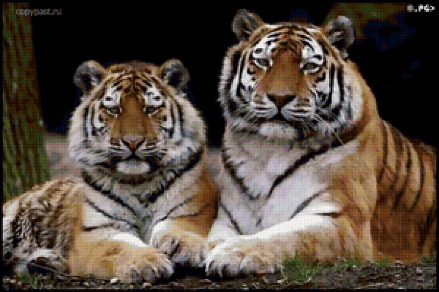 Тигры - кошки, тигры, животные - предпросмотр