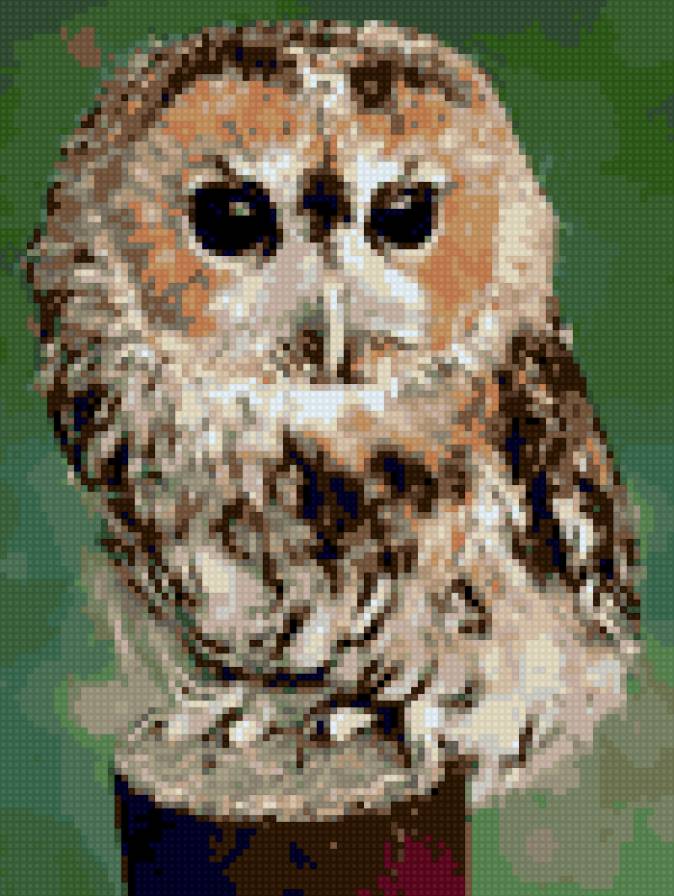 Совёнок - совенок, сова - предпросмотр