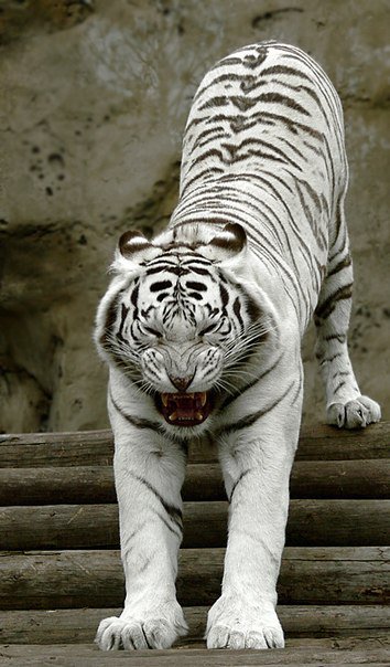Белый тигр - кошки, тигры, животные - оригинал