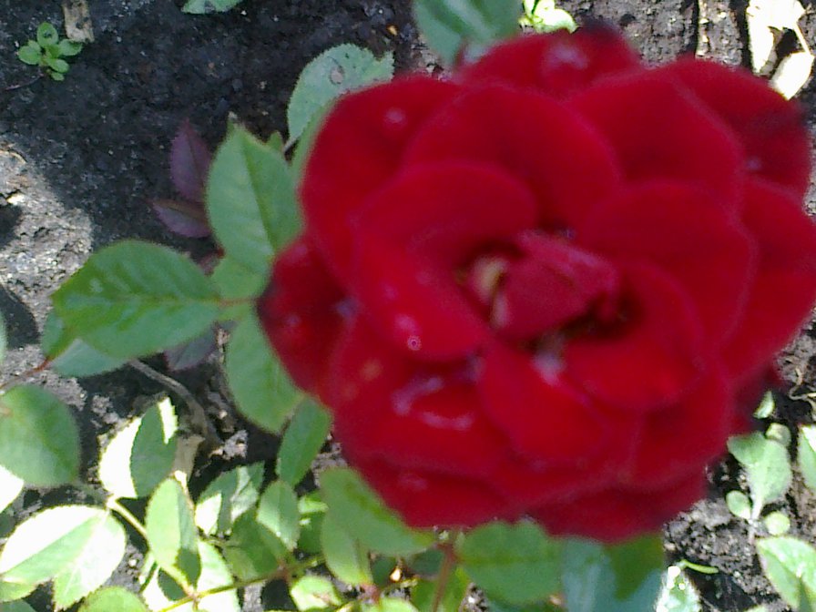 роза - цветы - оригинал