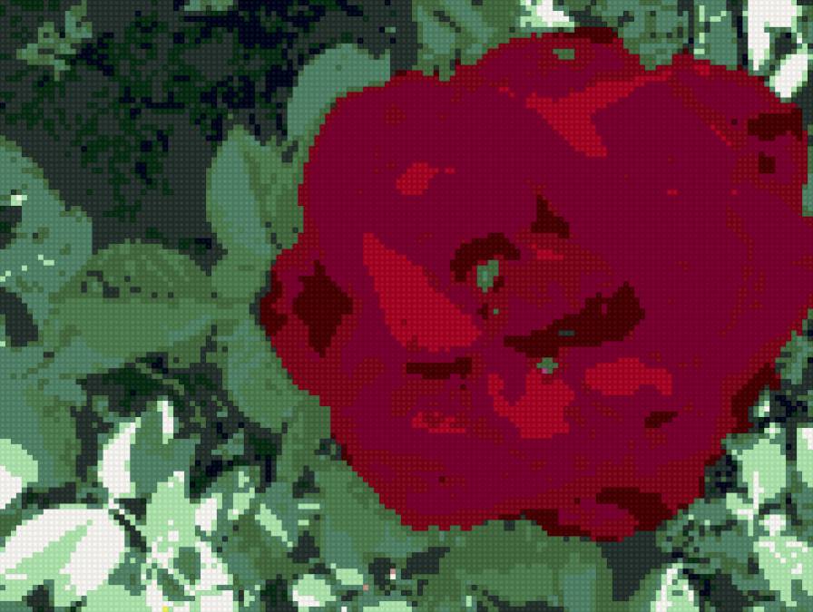 роза - цветы - предпросмотр