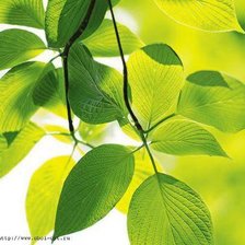 Схема вышивки «зелень»