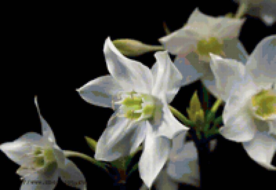 белые цветы - цветы - предпросмотр