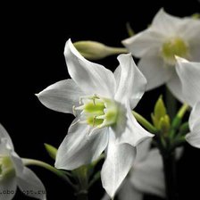 Схема вышивки «белые цветы»