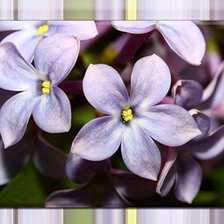 Схема вышивки «счастливый цветок»