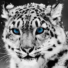 Схема вышивки «Снежный Леопард»