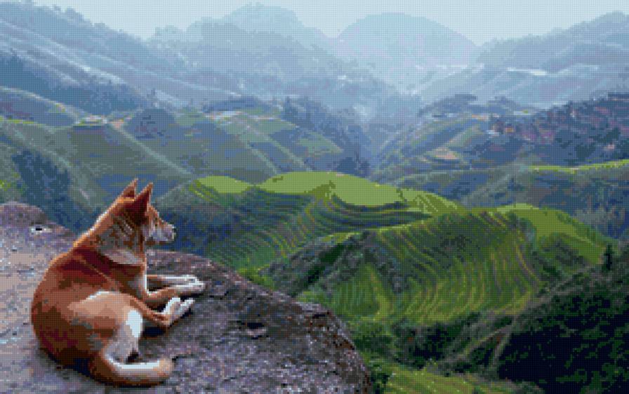 собака - животные, природа - предпросмотр