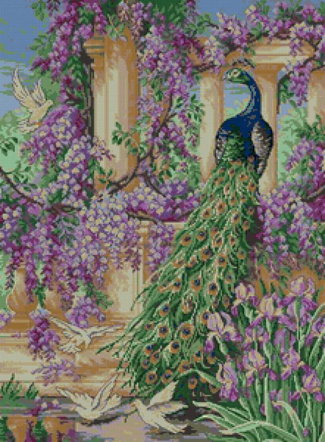 павлин - павлины, голуби, картина, птицы - предпросмотр