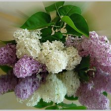 Схема вышивки «Сирень на стекле»