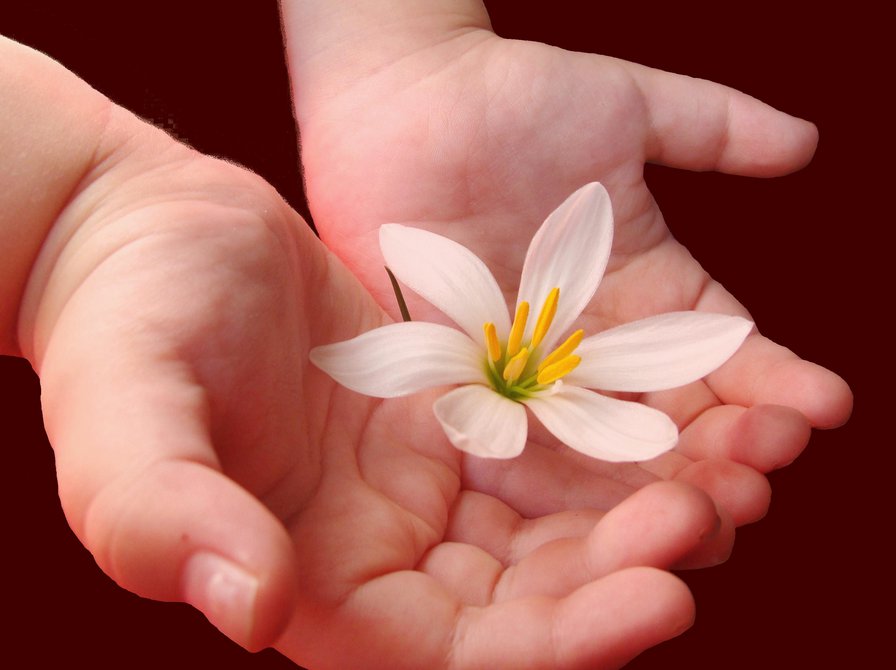 цветок в руках ребенка - цветок, руки - оригинал