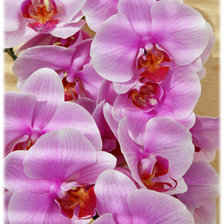 Оригинал схемы вышивки «орхидея» (№100862)
