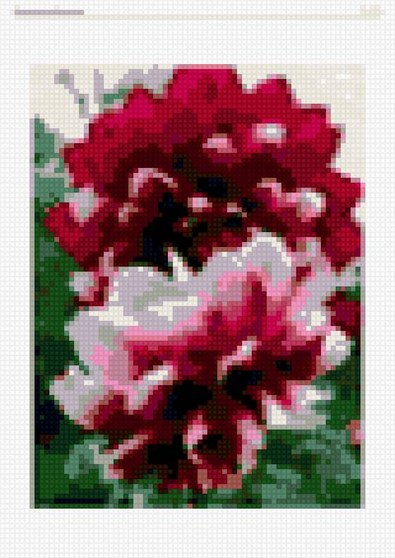 Георгин - цветы - предпросмотр