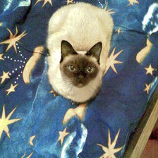 Схема вышивки «полиночка»