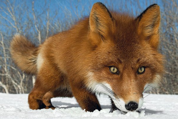 Лиса - лисы, животные - оригинал