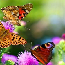 Схема вышивки «Бабочки»