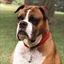 Схема вышивки «собачка»