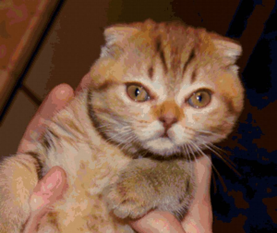 Котенок - котенок, кошка, животные - предпросмотр