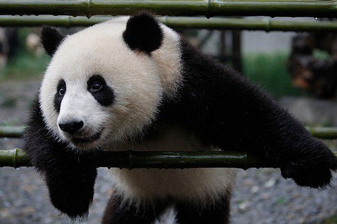 панда - животные, медведи, панды - оригинал