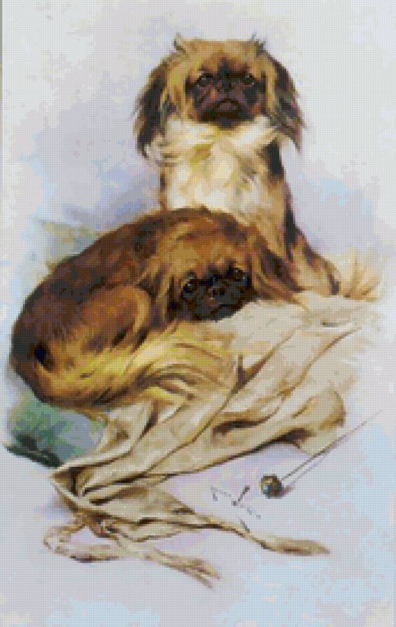 пекинесики - собаки, пекинес, животные - предпросмотр