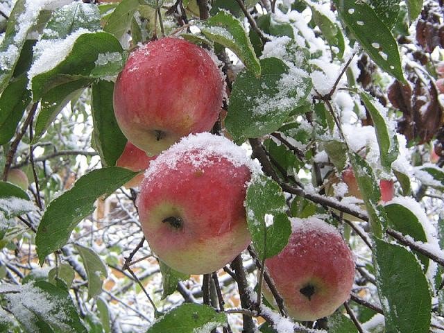 яблоки в снегу - зима - оригинал