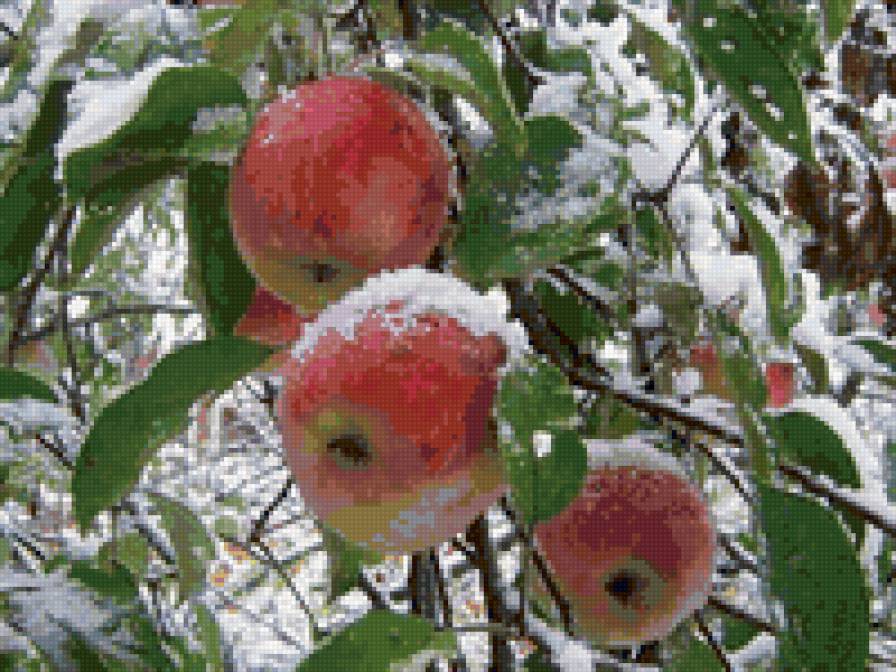 яблоки в снегу - зима - предпросмотр