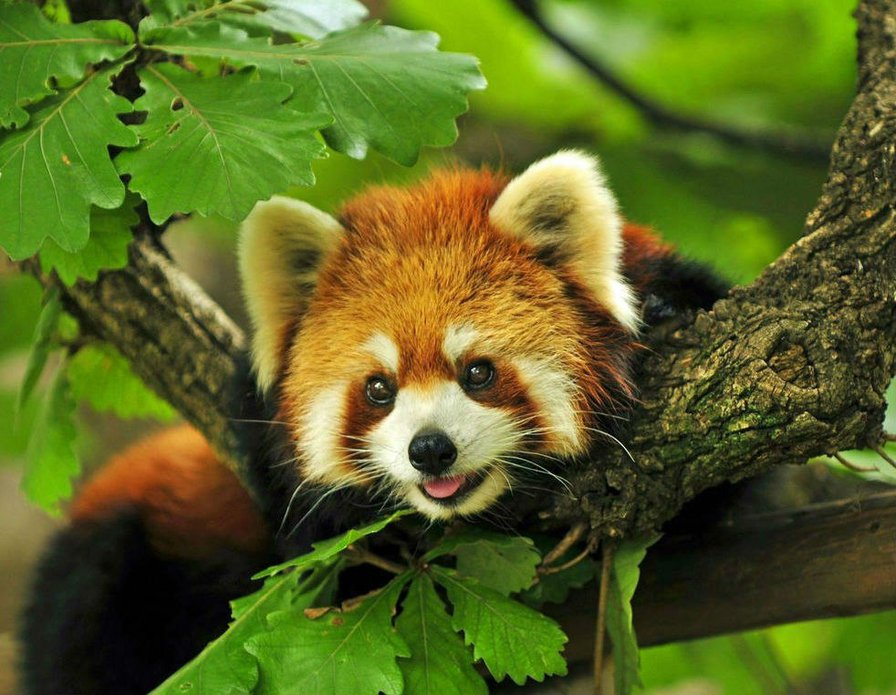 Малая панда - красная, панда, животные, малая - оригинал