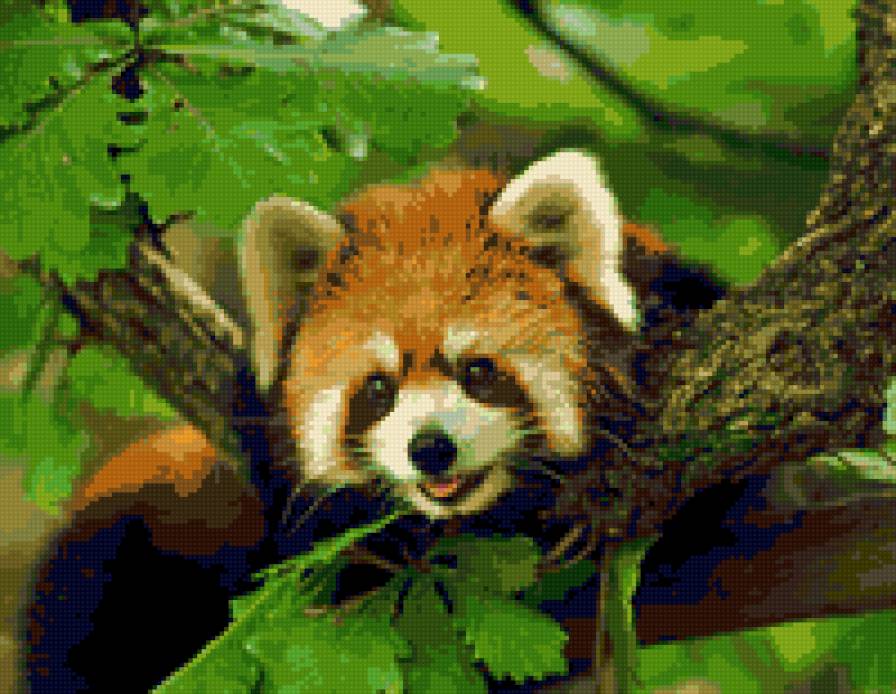 Малая панда - малая, панда, красная, животные - предпросмотр