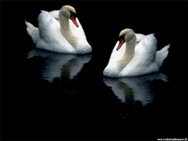 верность - оригинал